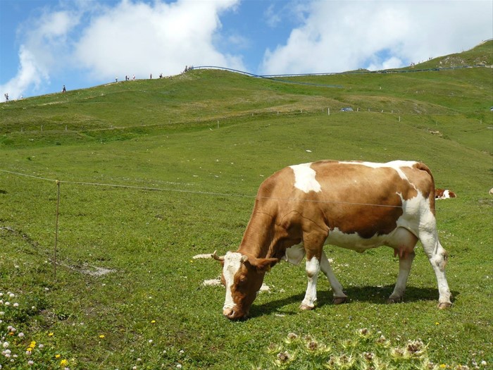 Grossgloktner Alpenstrasse