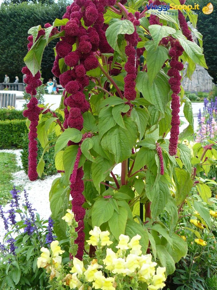 Salisburgo - Mirabell