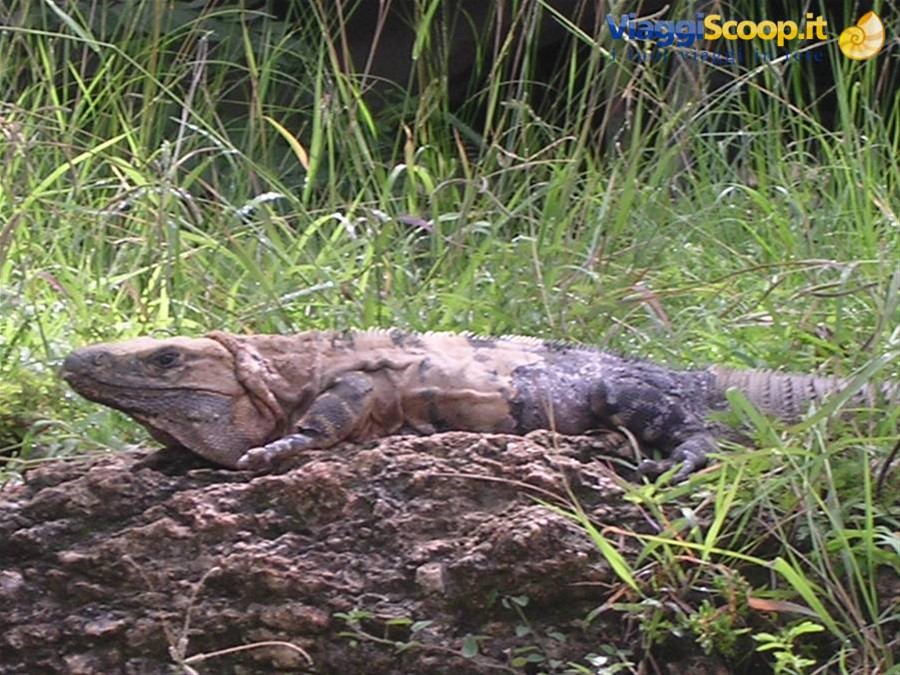 Iguana a Chichen Itza