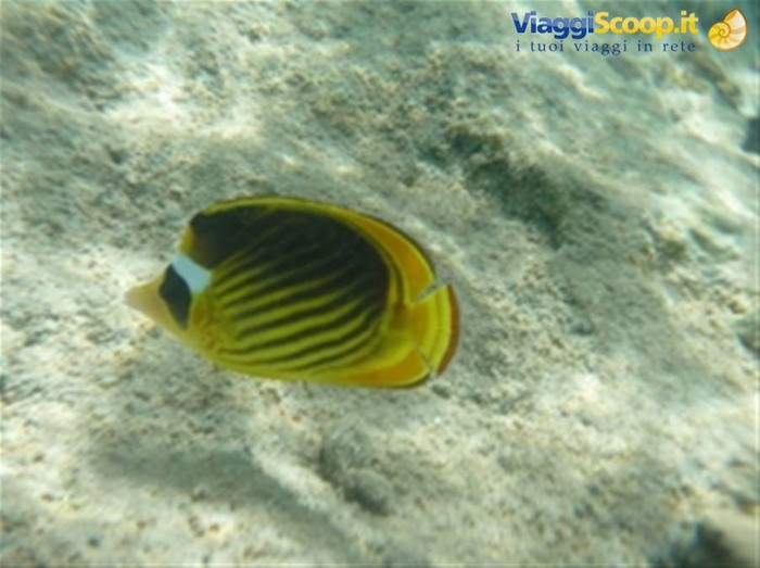 Meraviglie del. Mar Rosso