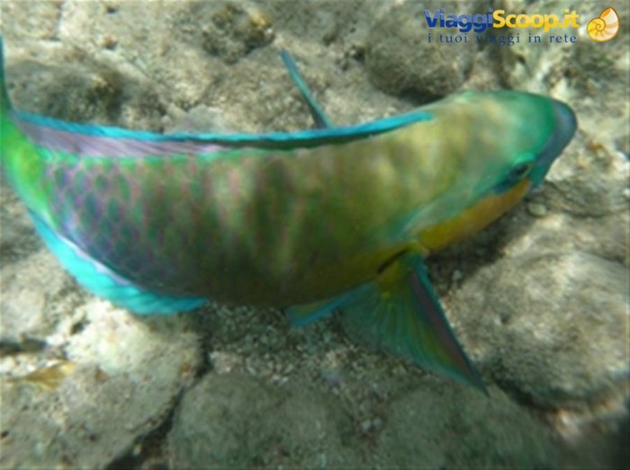 Meraviglie del. Mar Rosso