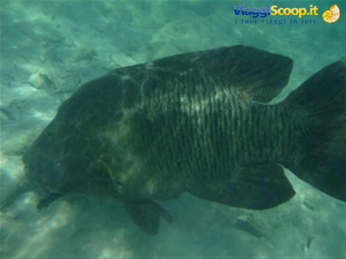 Pesce Napoleone a Ras Mohammed