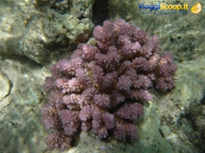 Meraviglie del. Mar Rosso