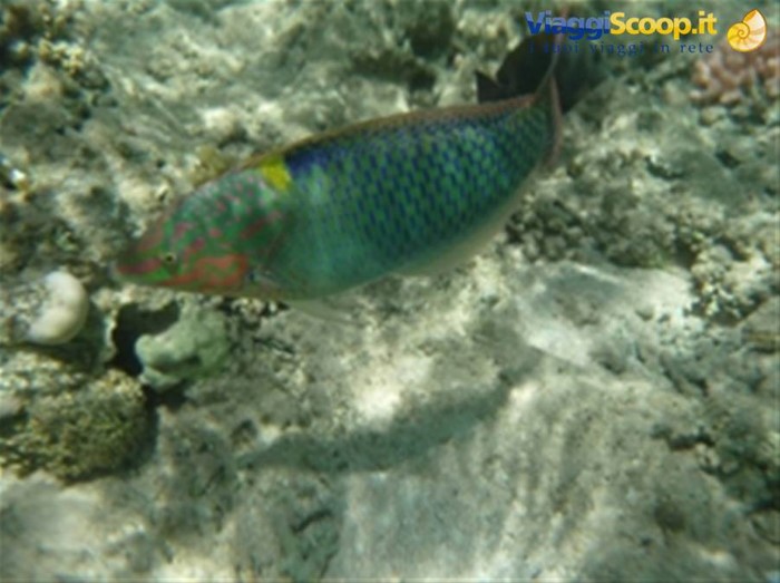 Meraviglie del. Mar Rosso