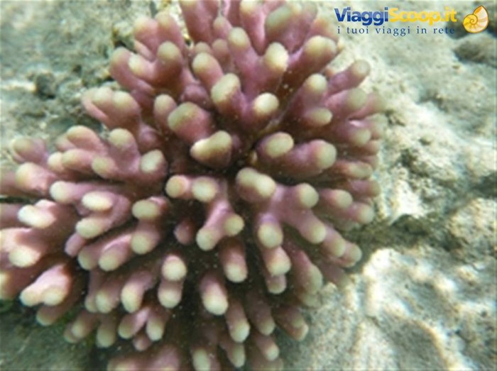 Meraviglie del. Mar Rosso