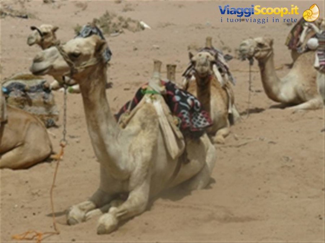 Deserto del Sinai