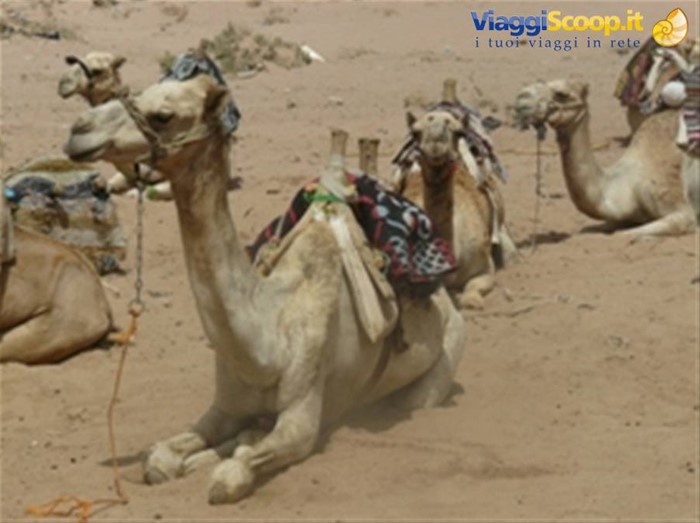 Deserto del Sinai