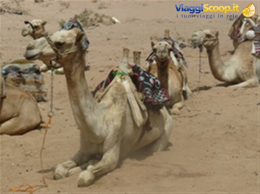 Deserto del Sinai
