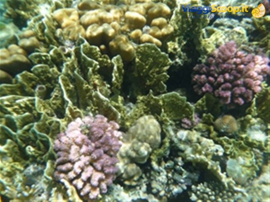Meraviglie del. Mar Rosso