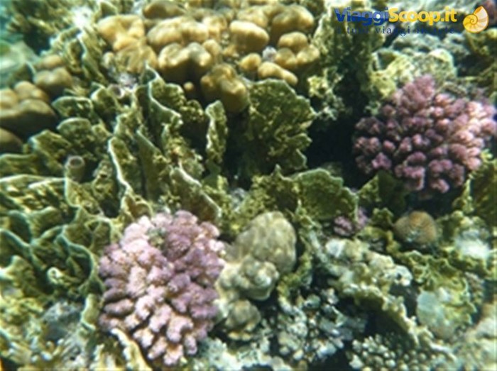 Meraviglie del. Mar Rosso