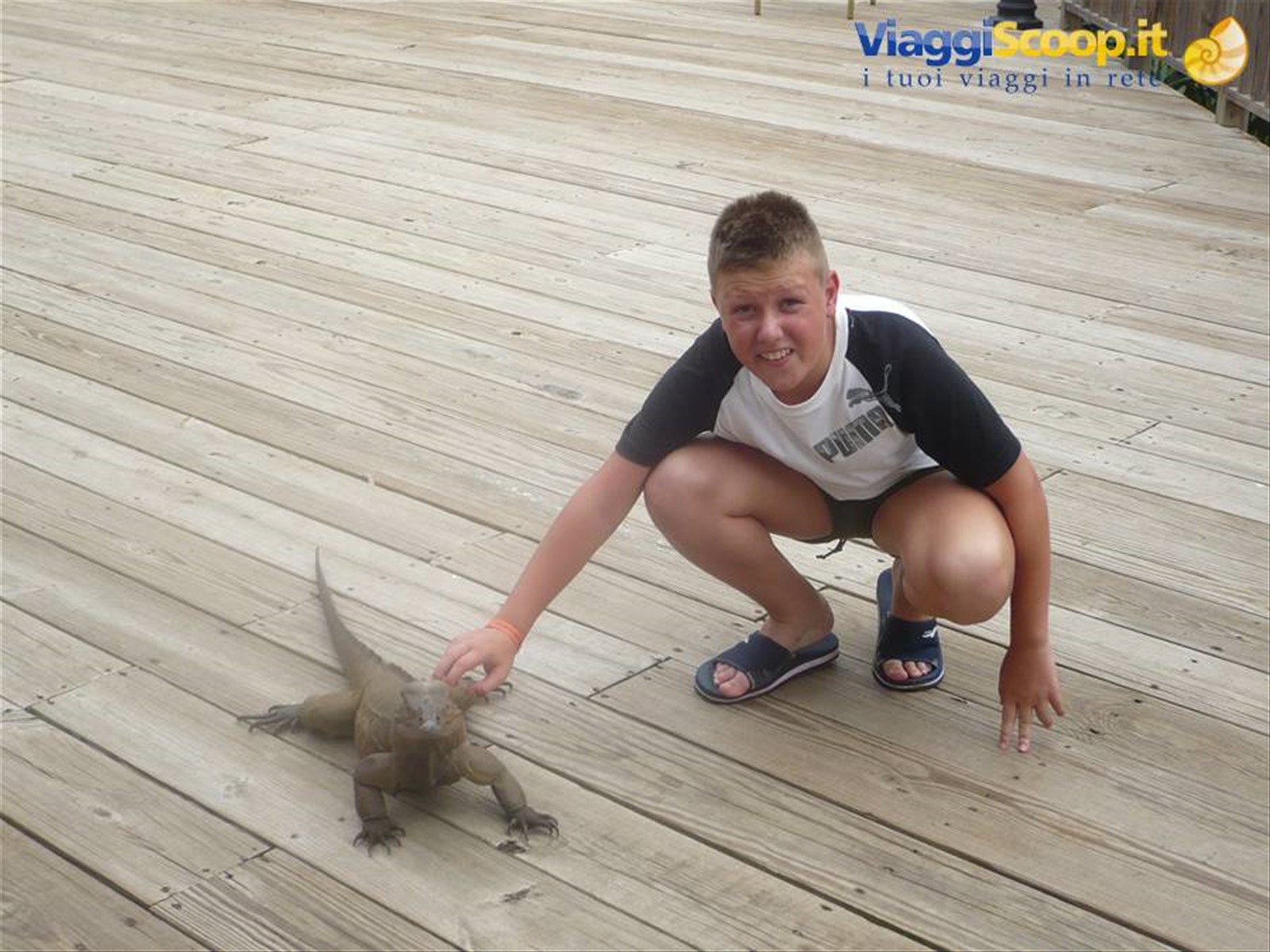 Attenti all'iguana!!!!!!!!!!!!!!!!!!!!