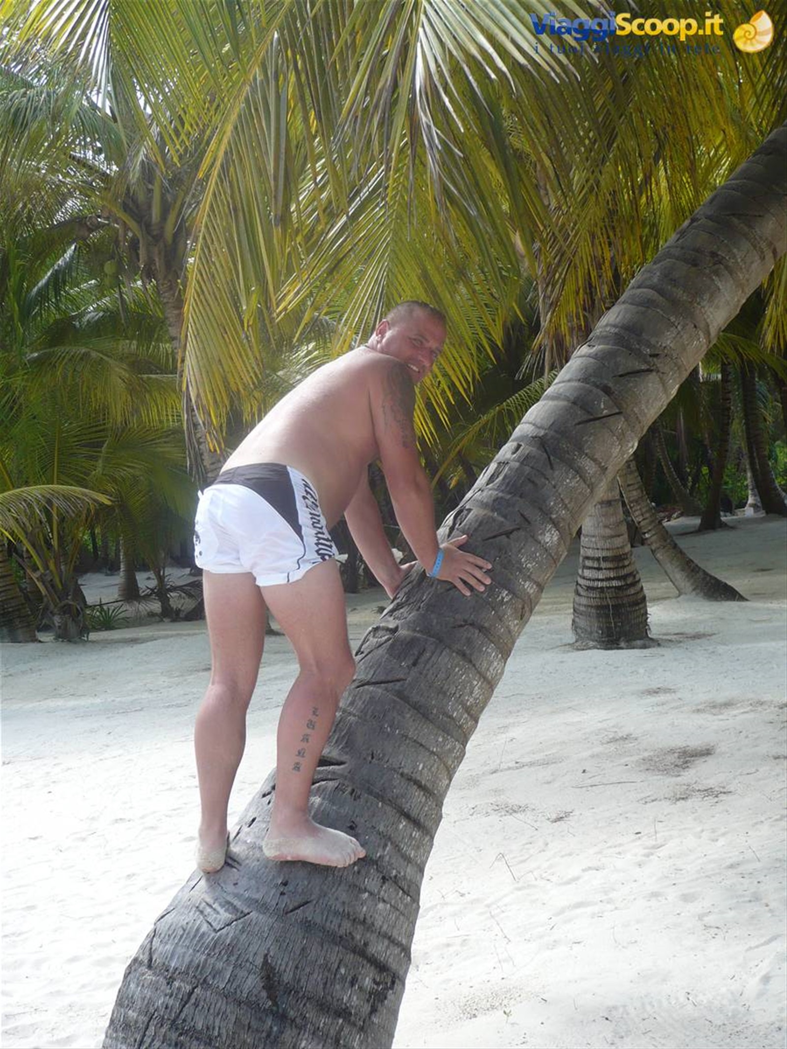 le palme.........