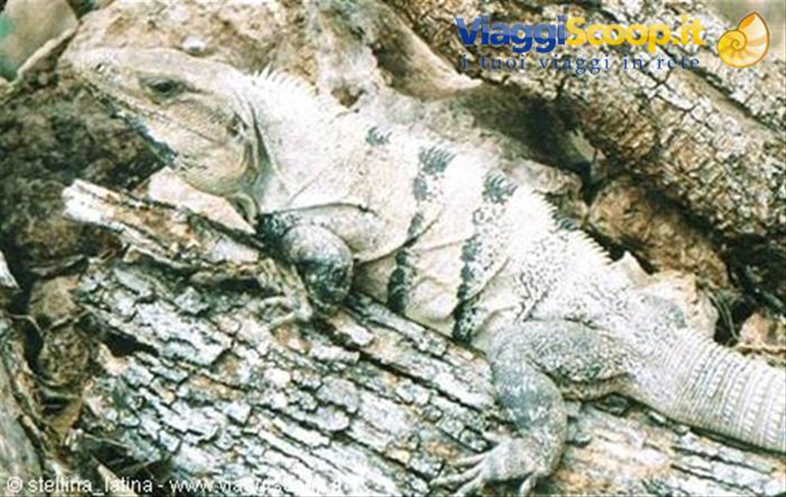 Iguana