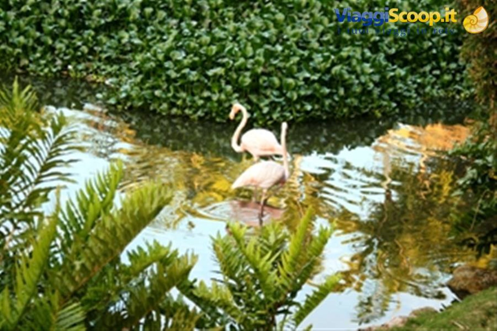 chavon: fenicotteri rosa