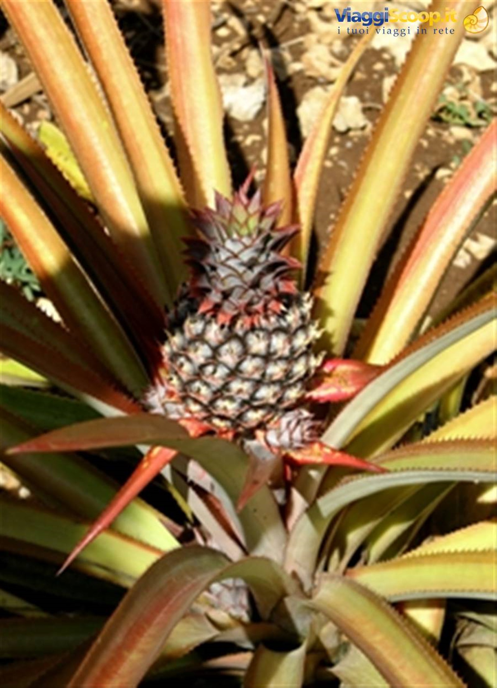 chavon: ananas