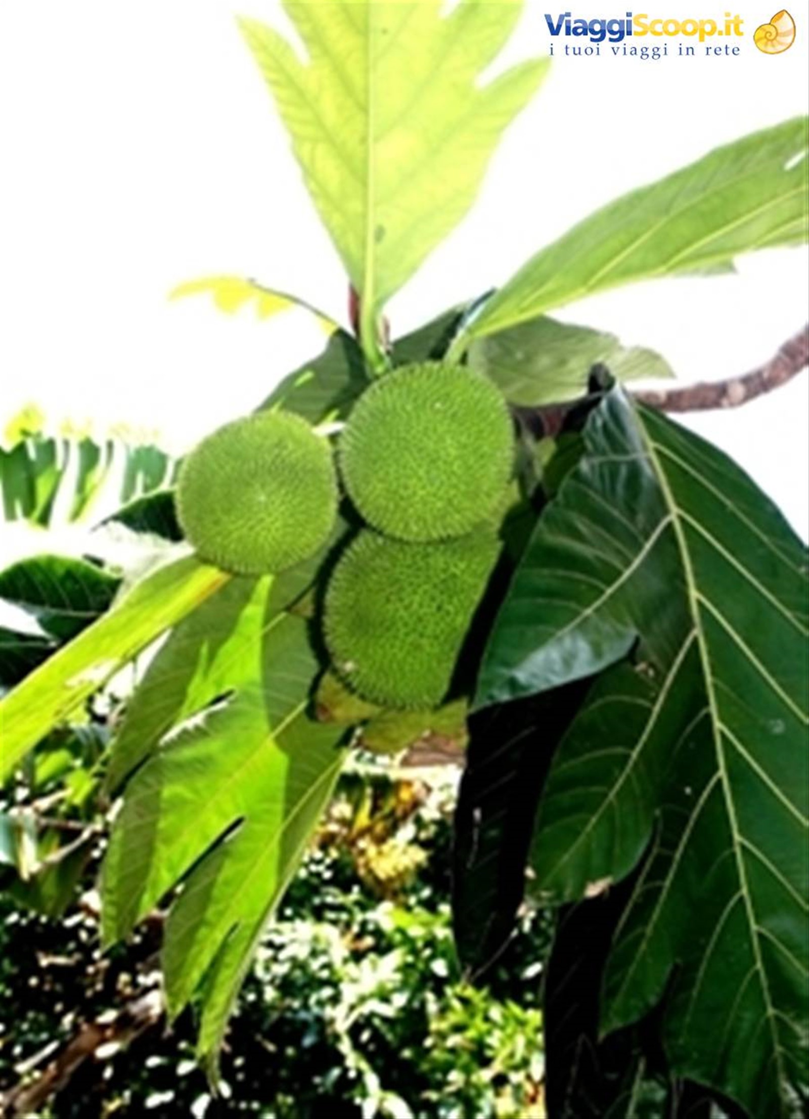 chavon: albero del pane