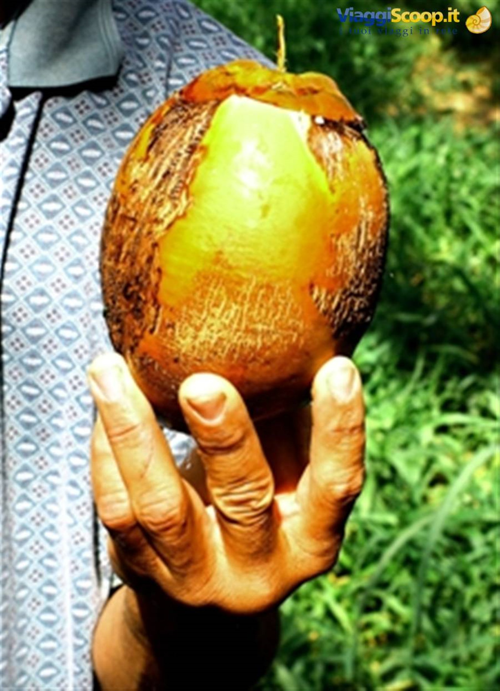 chavon: immancabile cocco