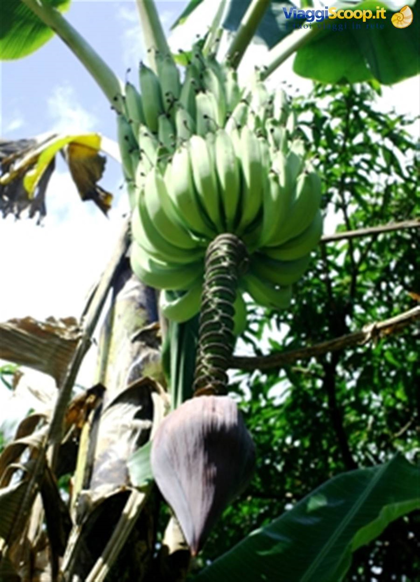 chavon: banane