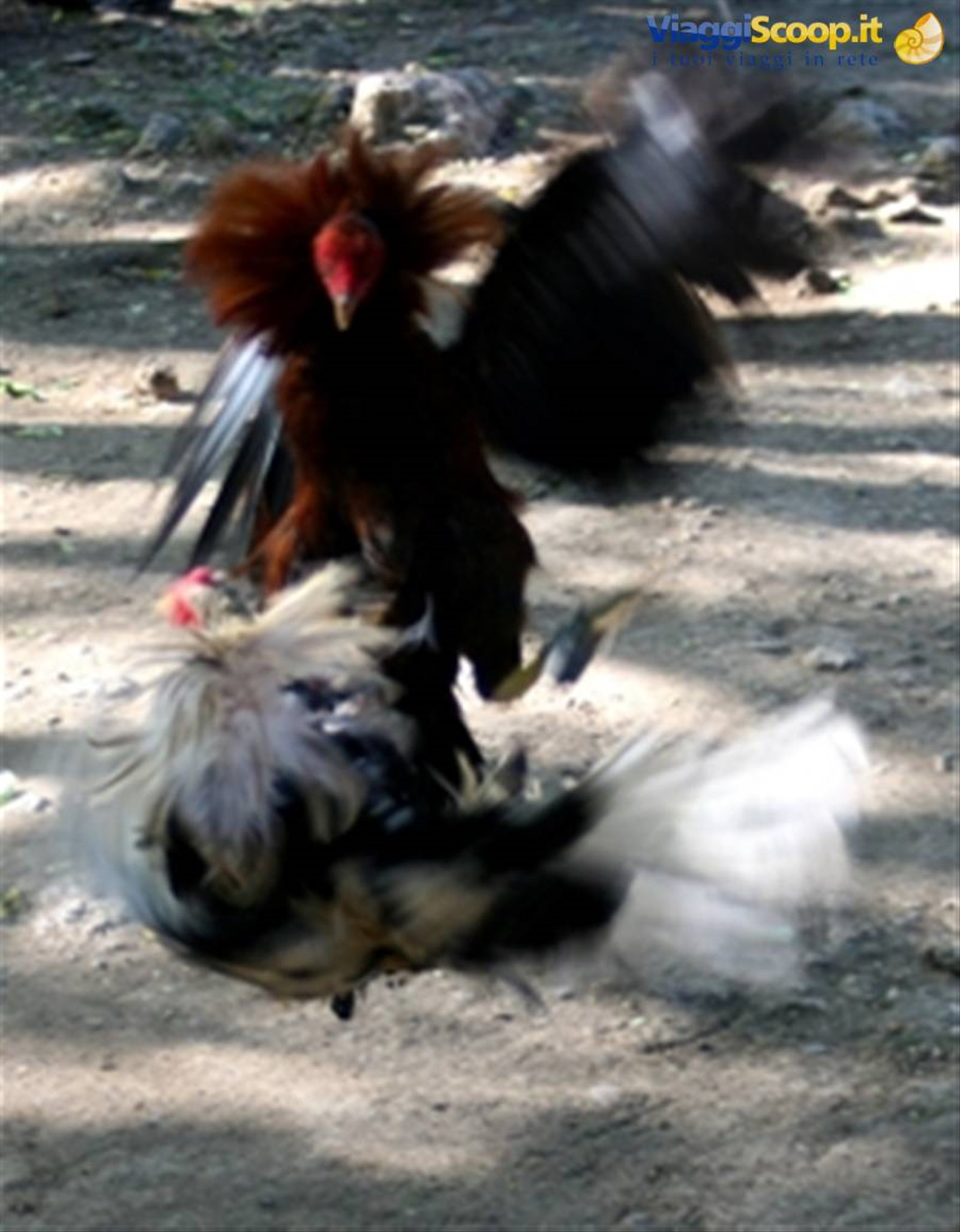 chavon: combattimento galli 2