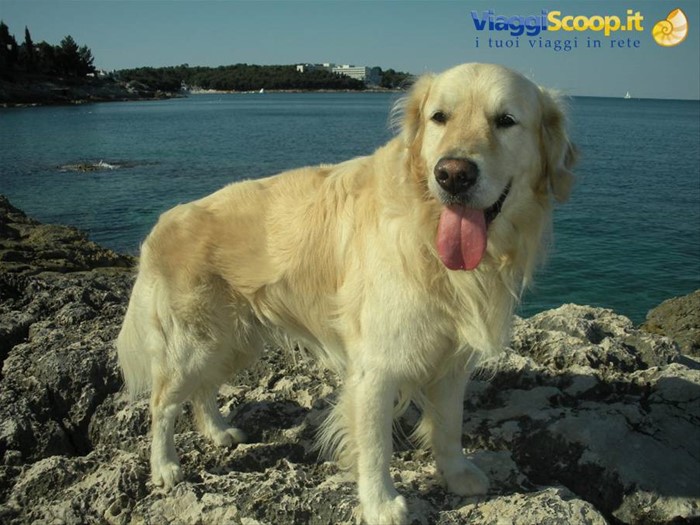 Rudy il mio compagno di viaggio-Istria Croazia