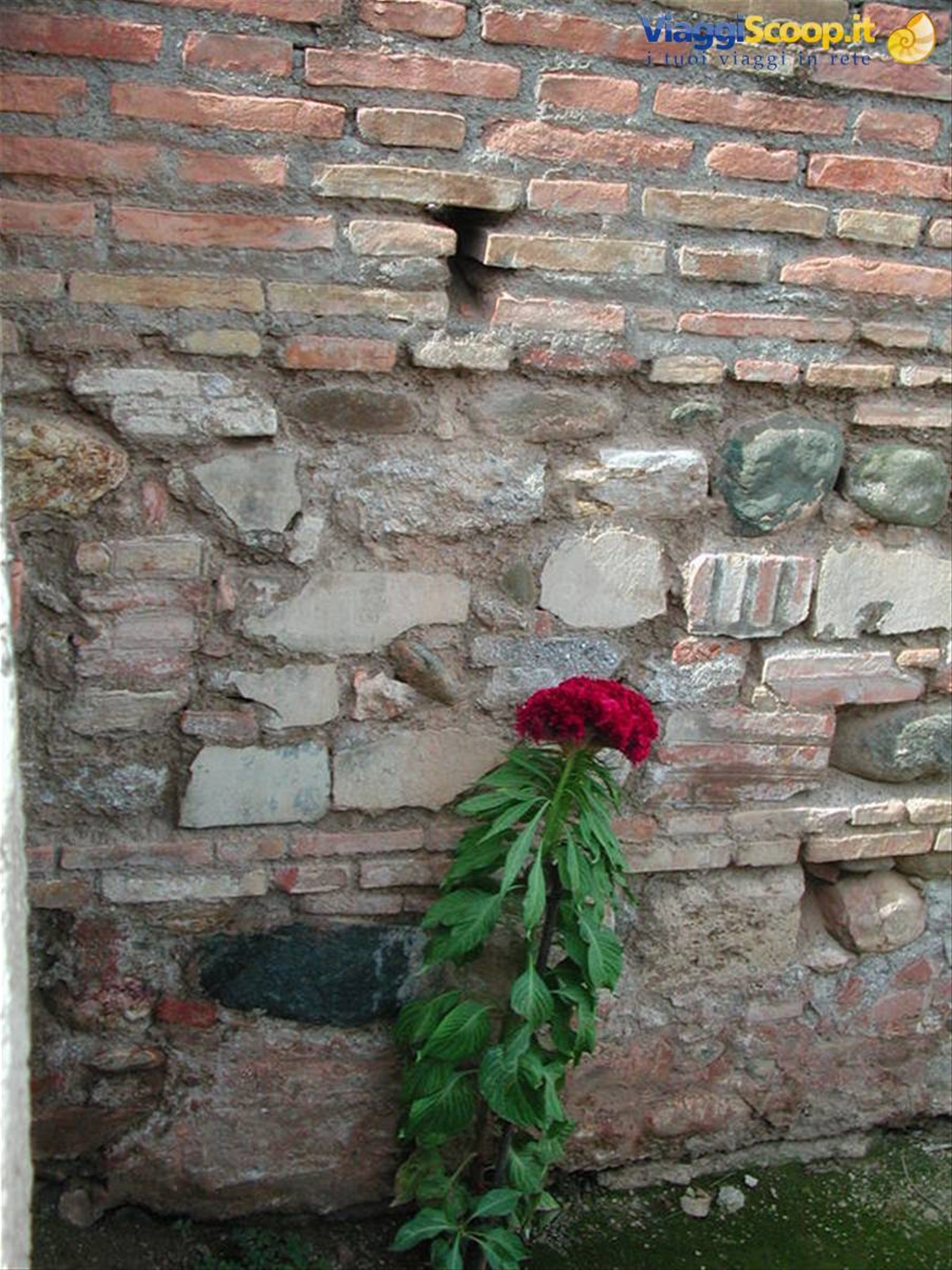 fiorte rosso di velluto- giardino di Alhambra