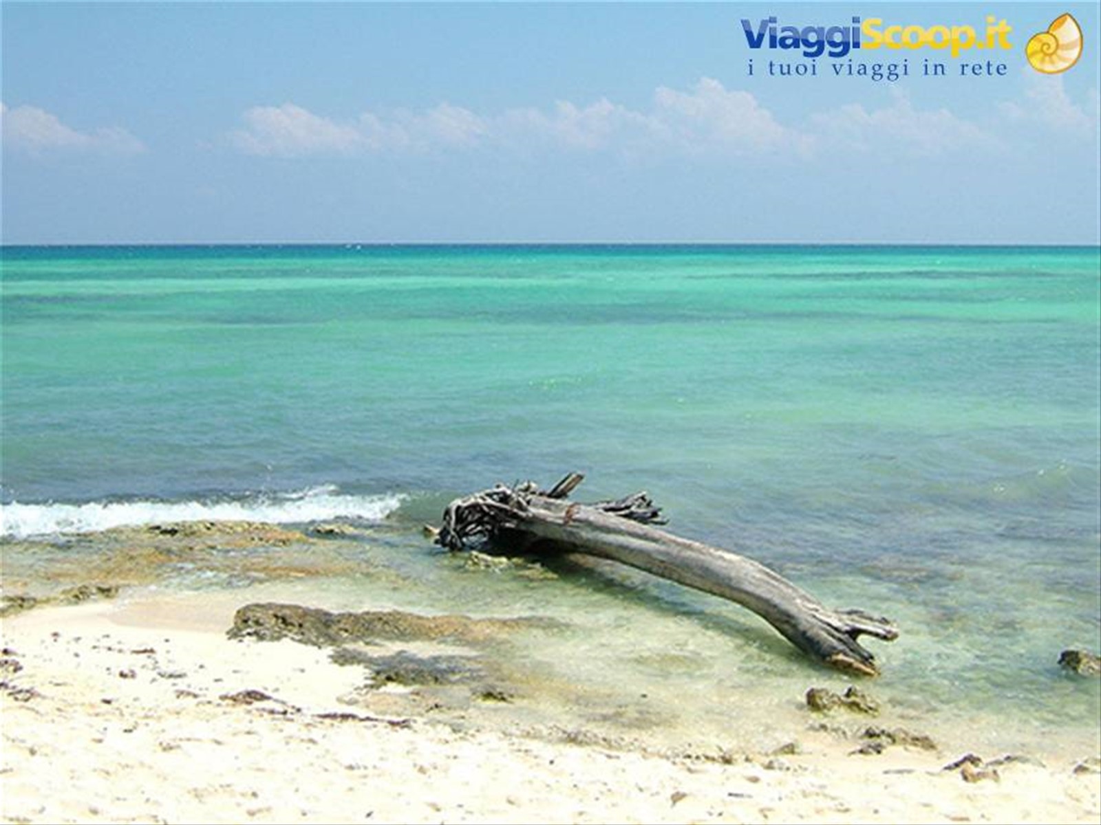 Playa del Carmen-tronco