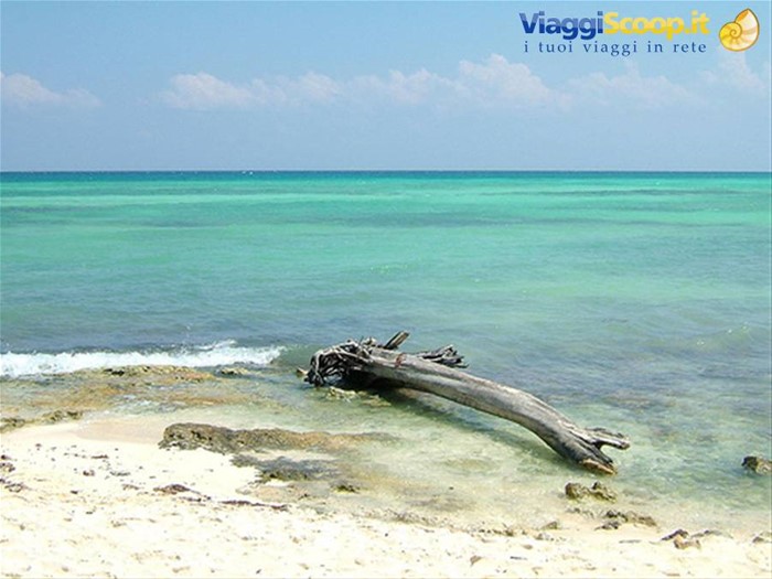 Playa del Carmen-tronco