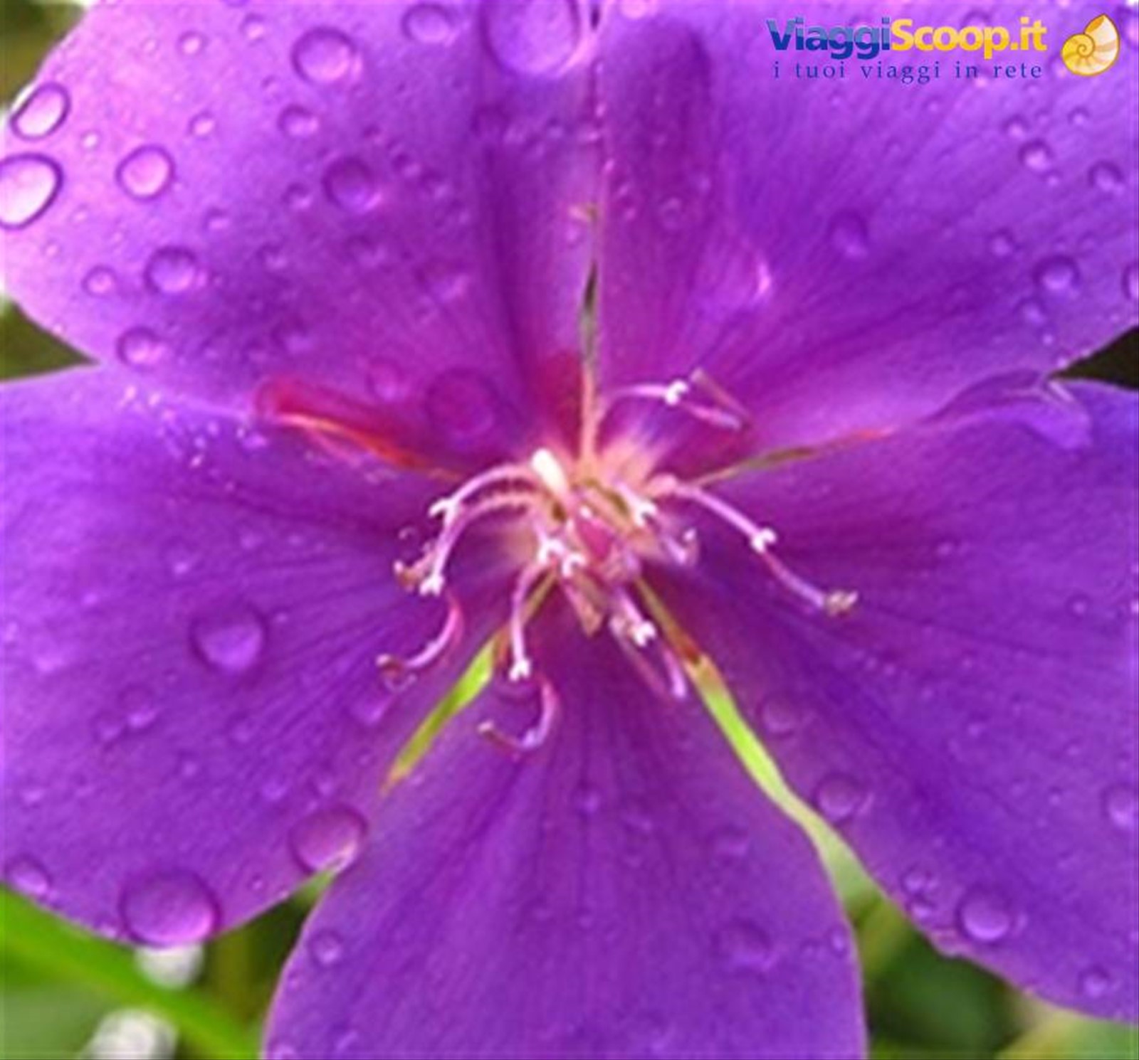 Thunbergia in fiore