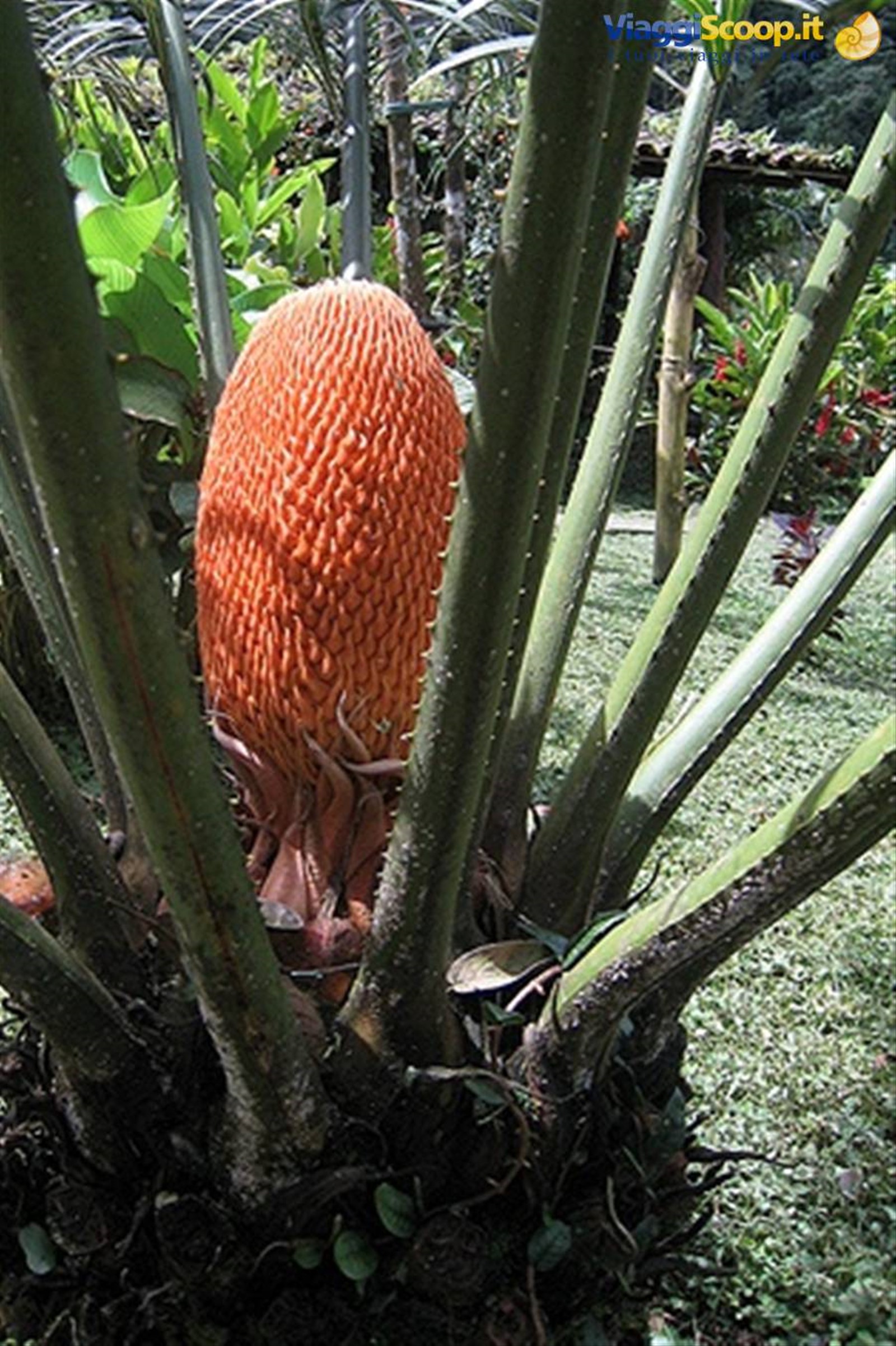 Cycas nana