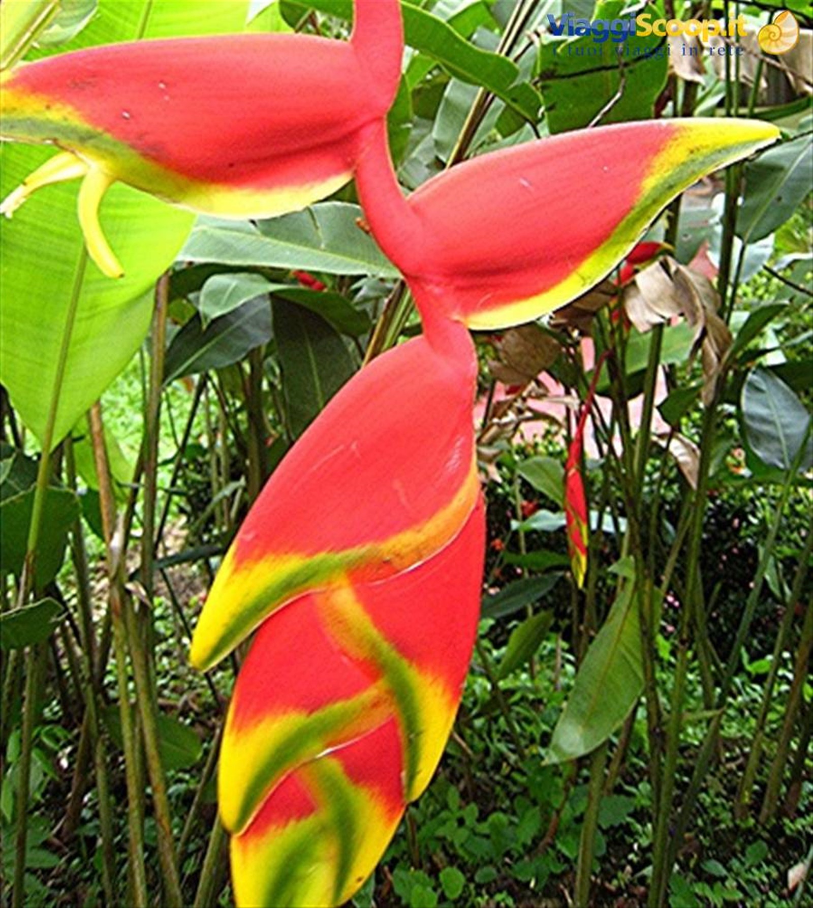 Heliconia