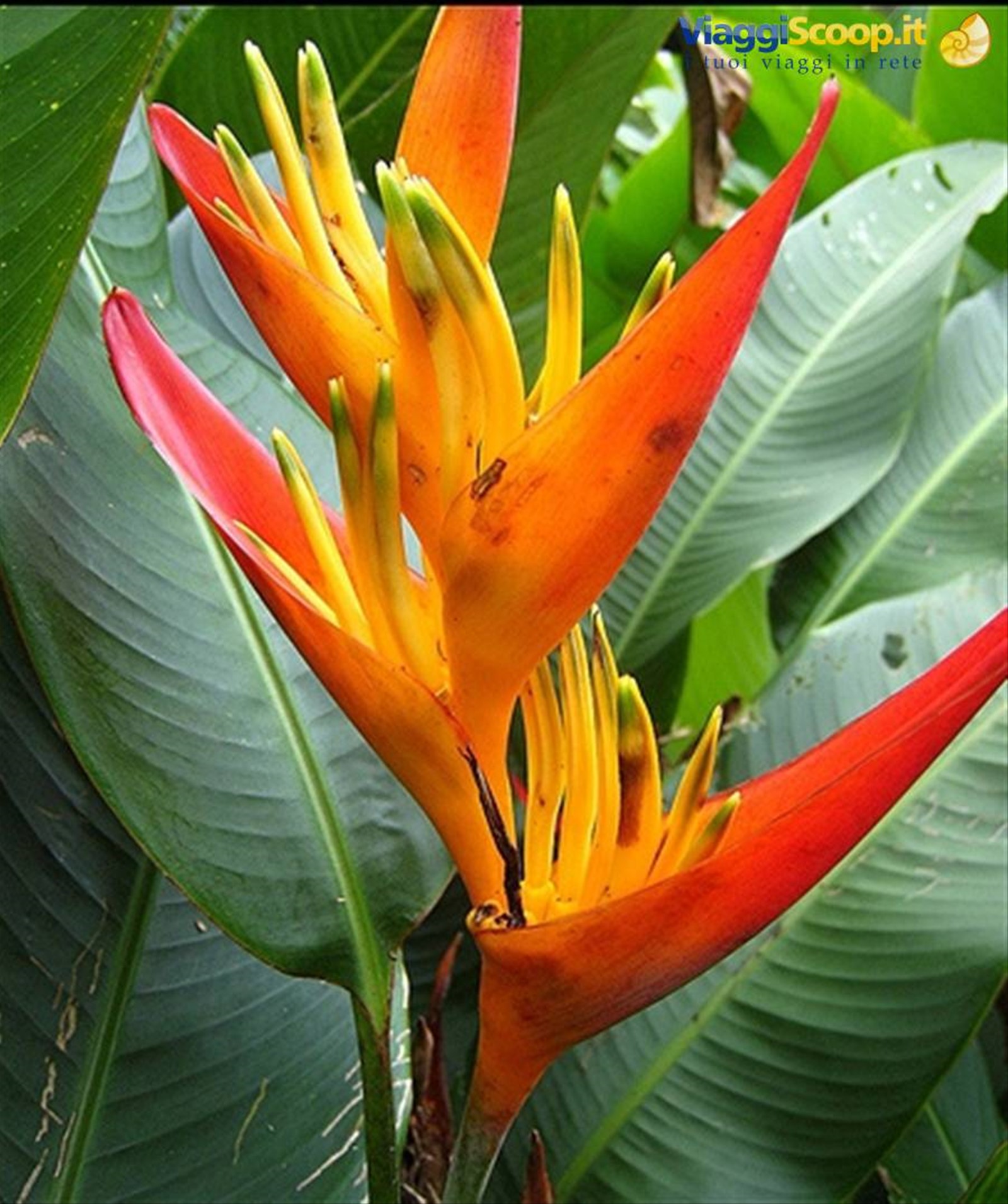 Heliconia Psittacorum