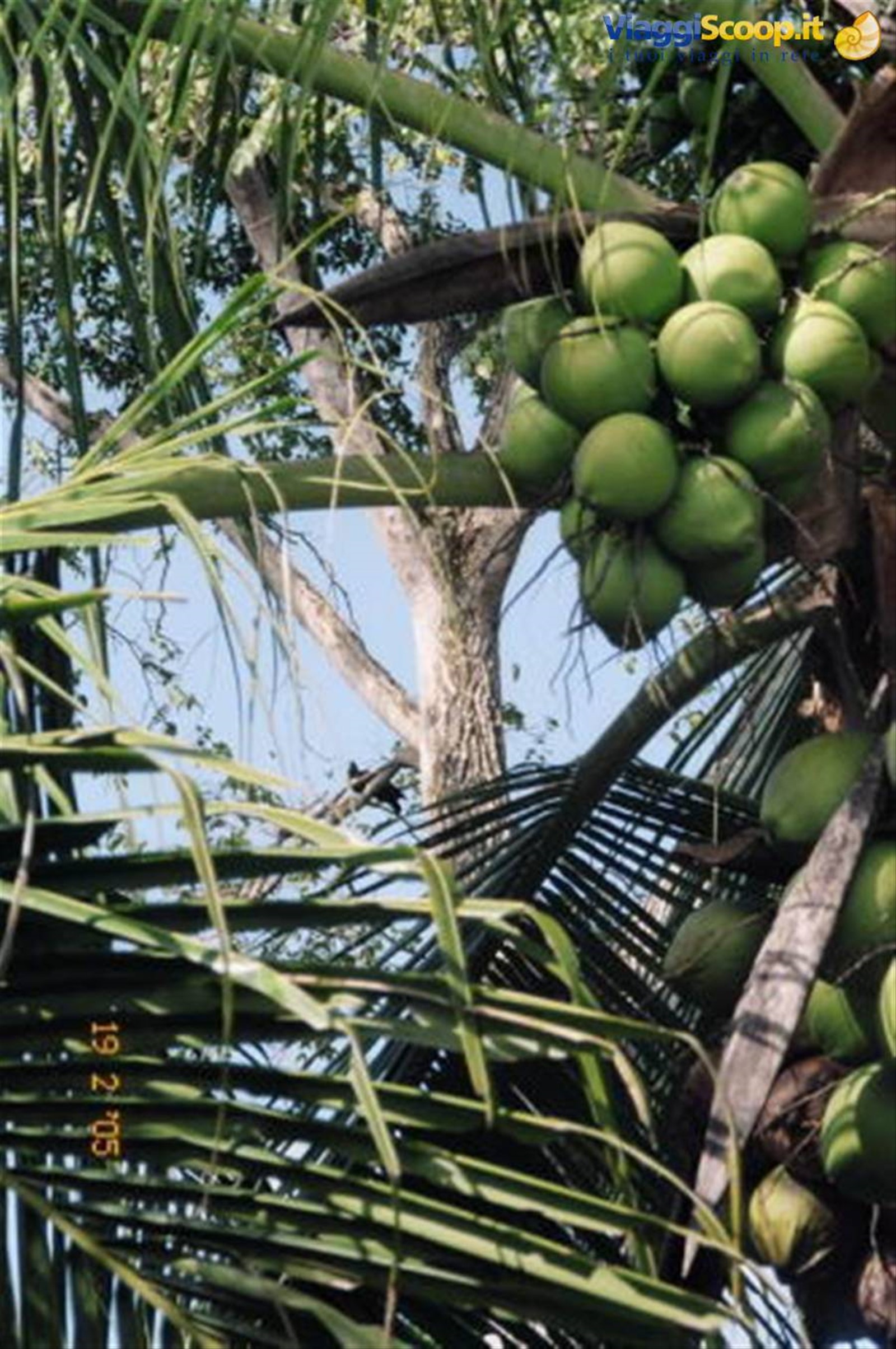 cocco cocco bello