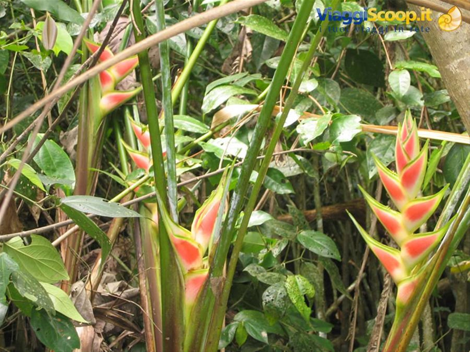 Heliconia in fiore