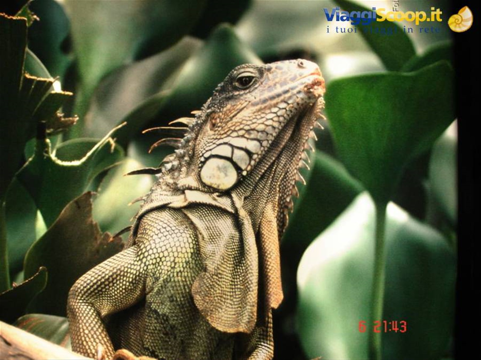 Iguana