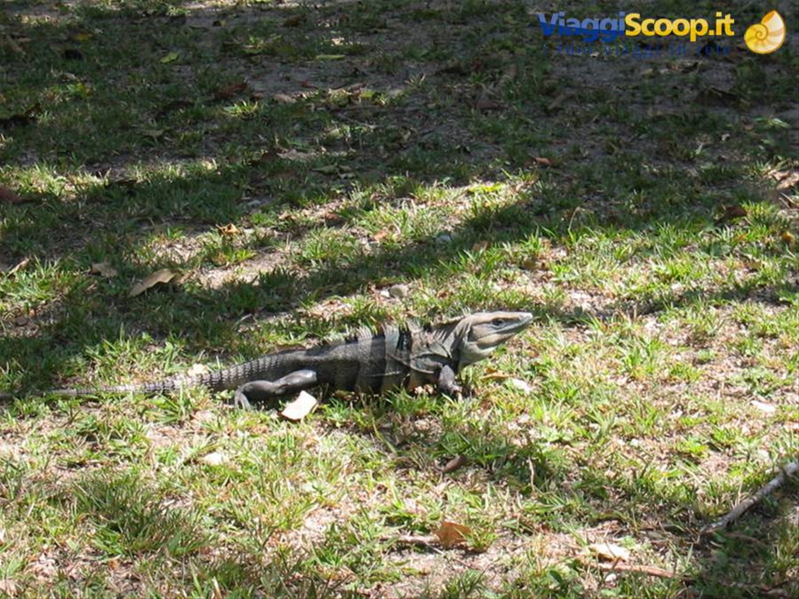 iguana nero 1