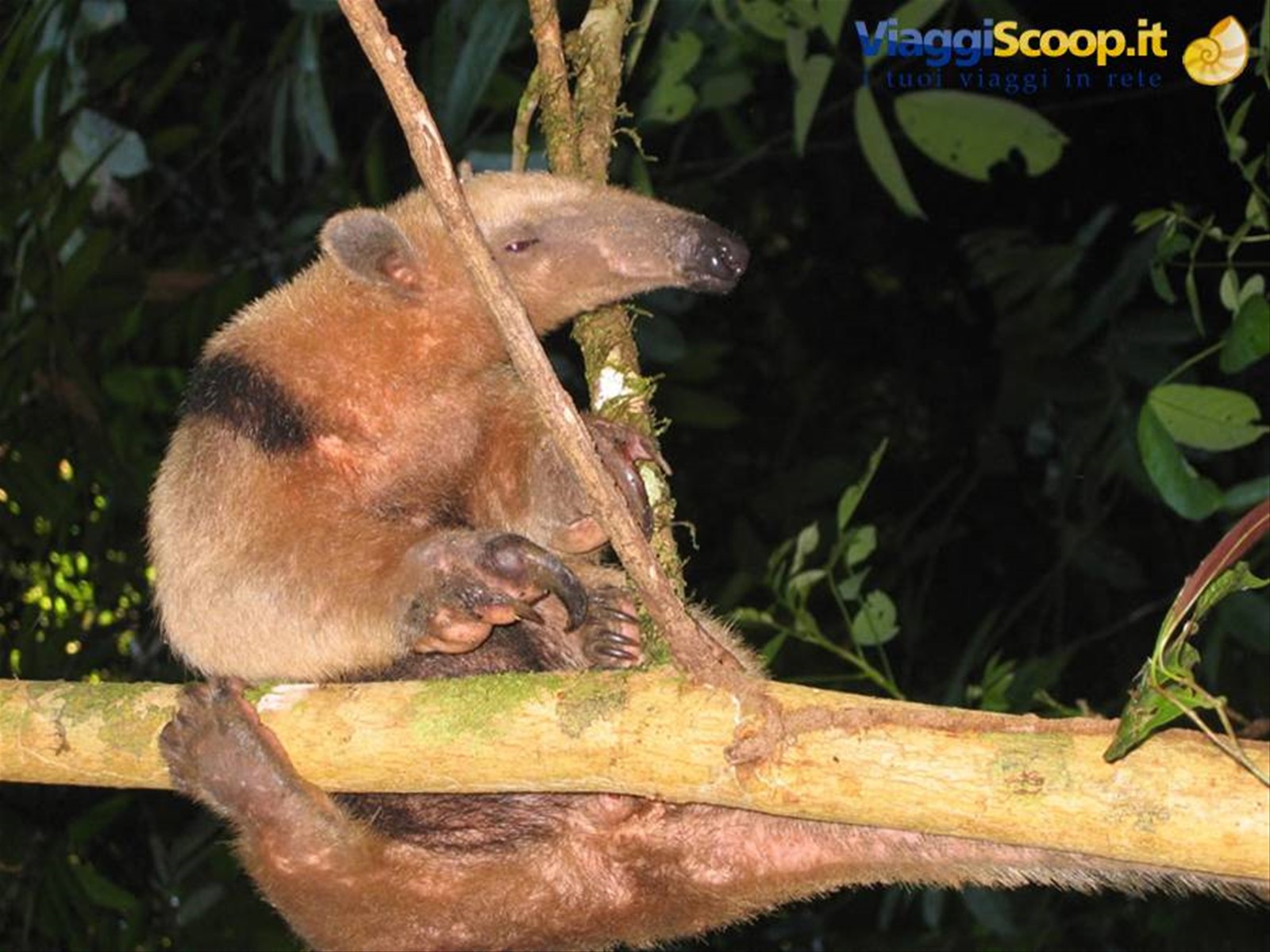 Coati