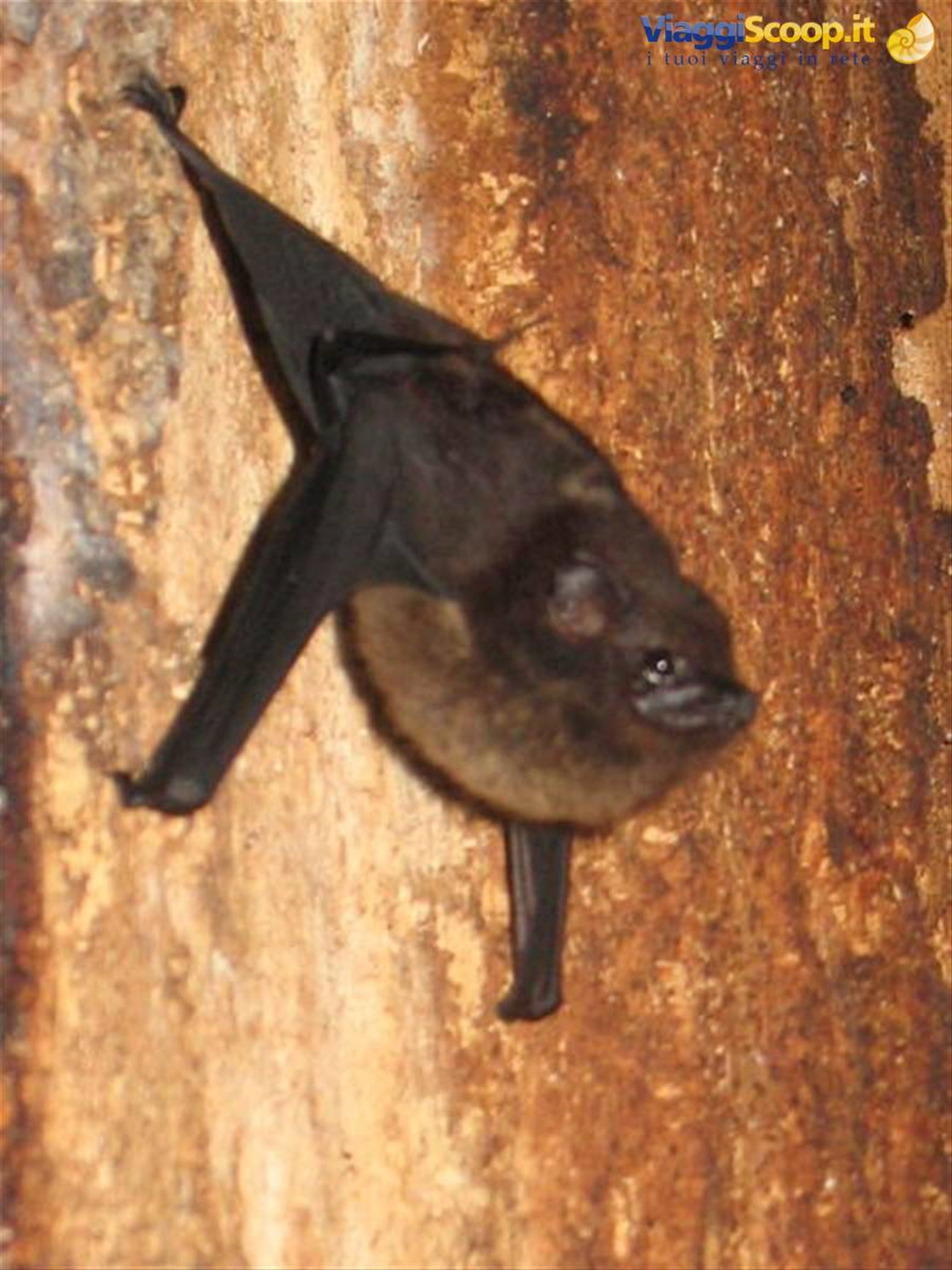 pippistrello