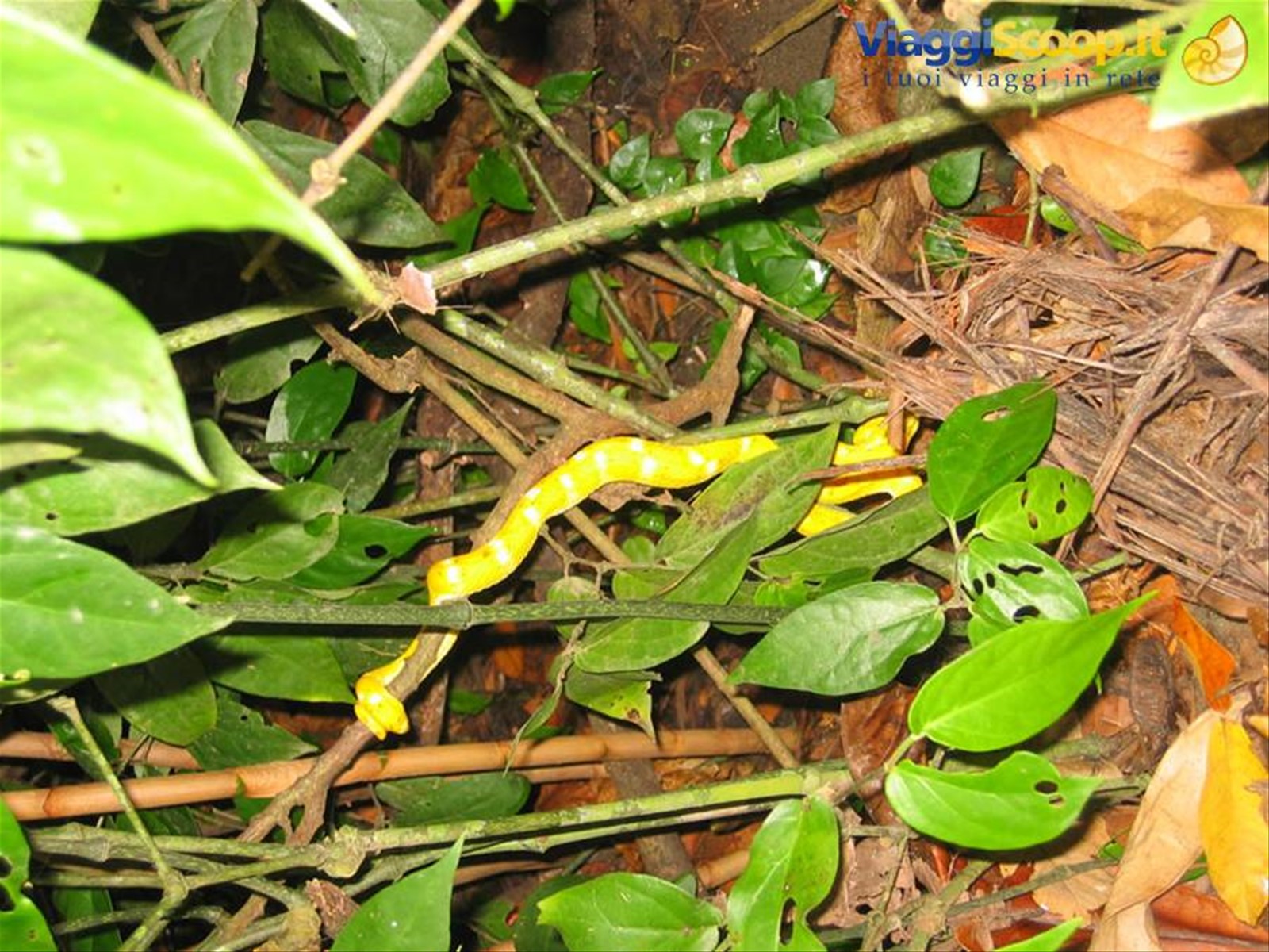 serpentello giallo