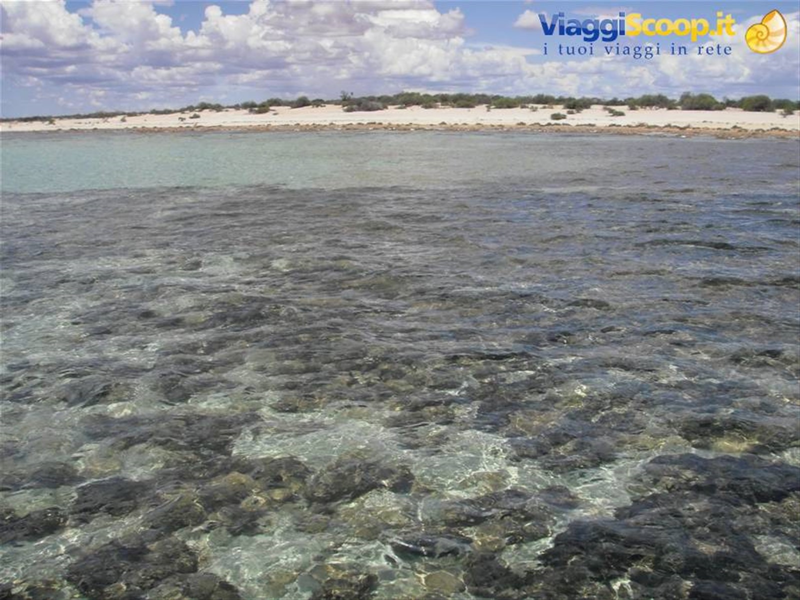 Stromatoliti ad Hamelin Pool