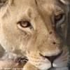 foto viaggio BOTSWANA