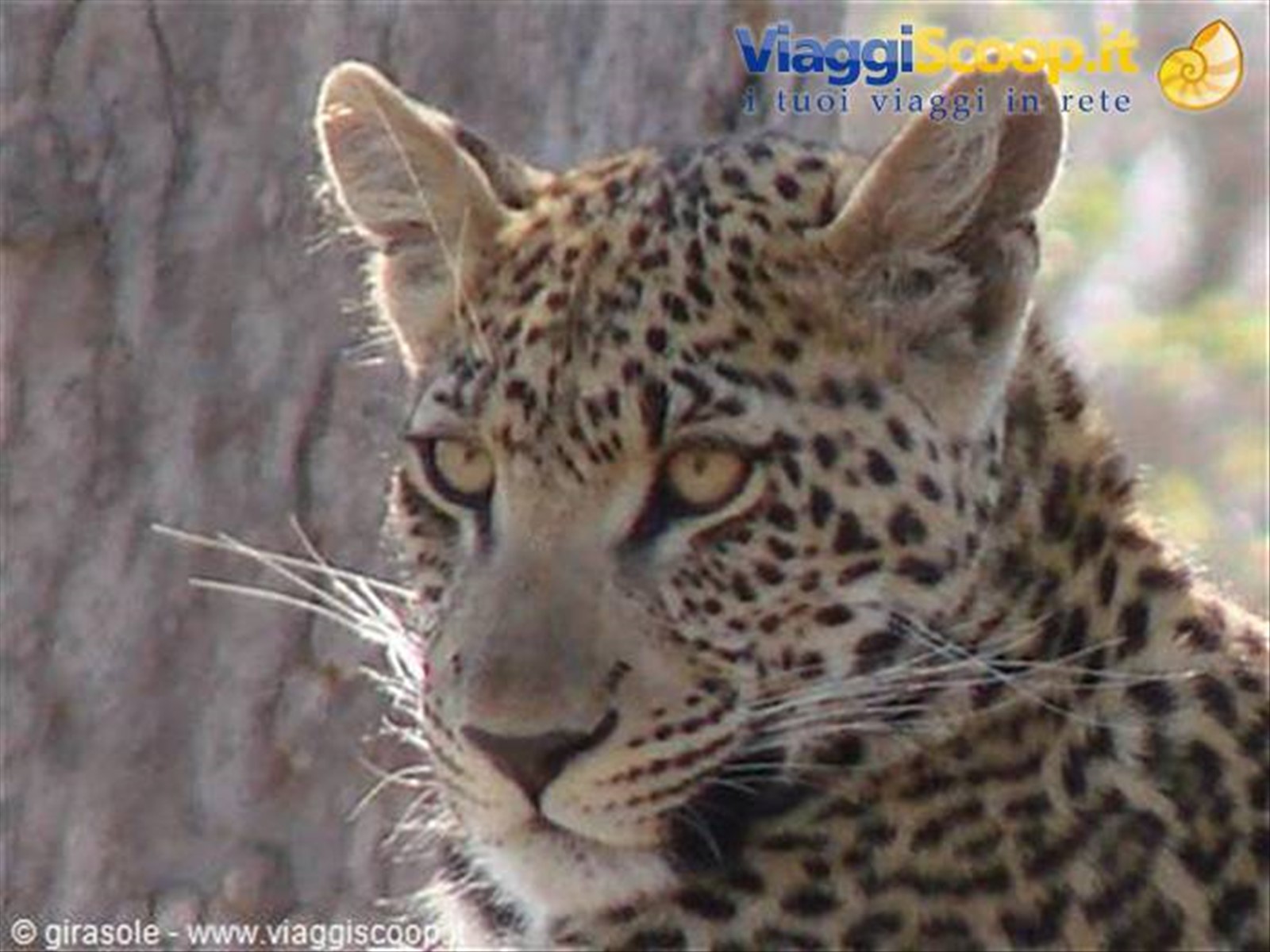 Foto di viaggio in BOTSWANA