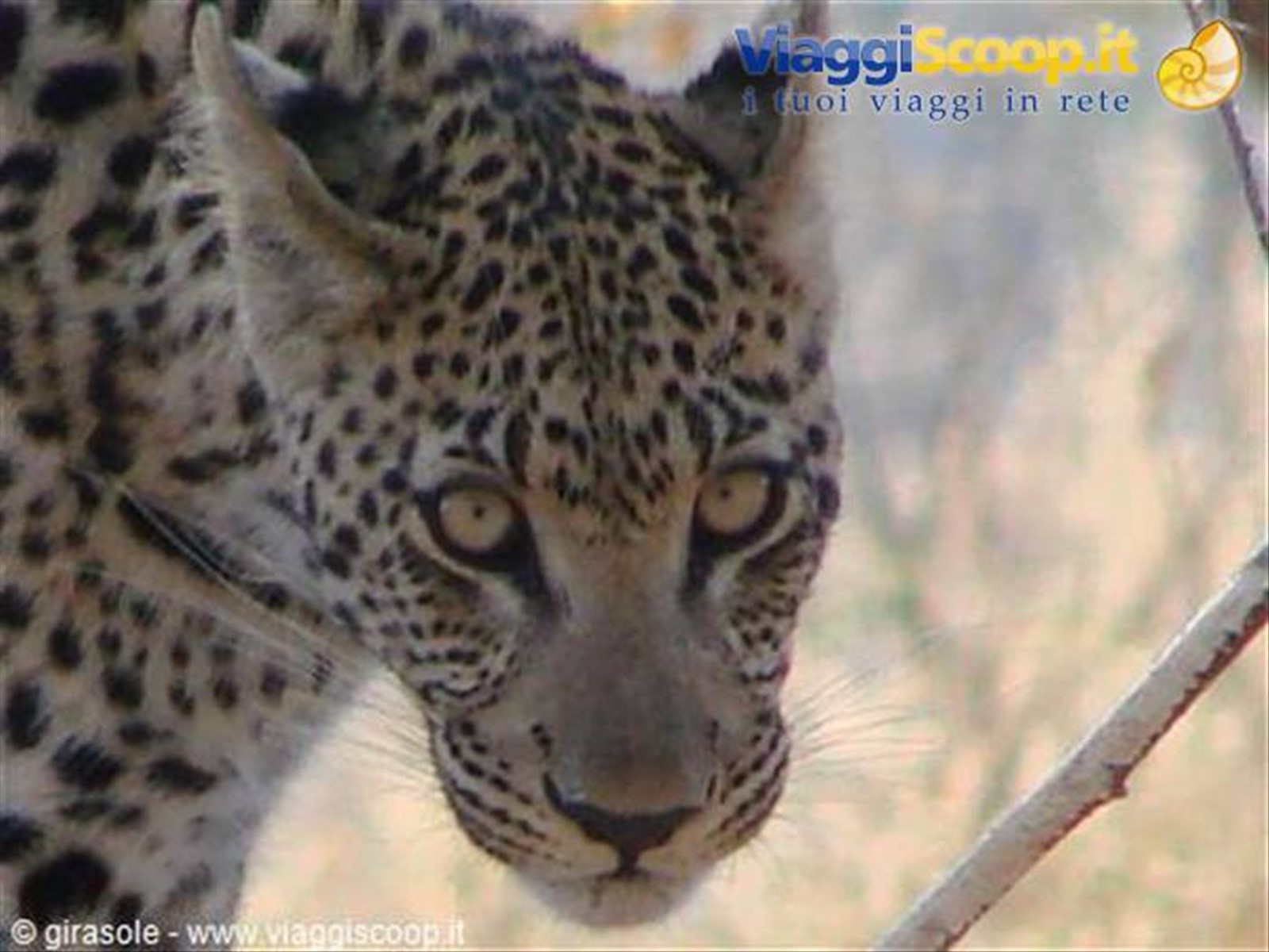Foto di viaggio in BOTSWANA