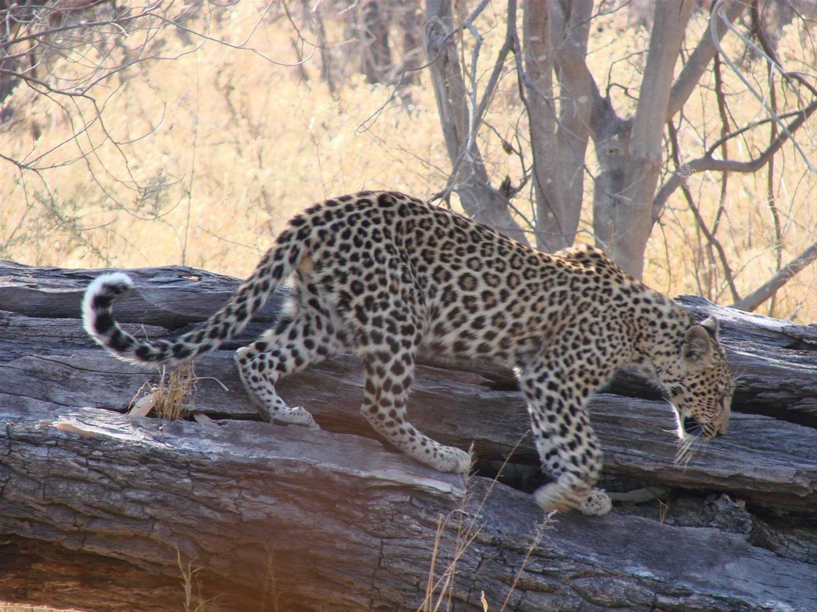 Foto di viaggio in BOTSWANA