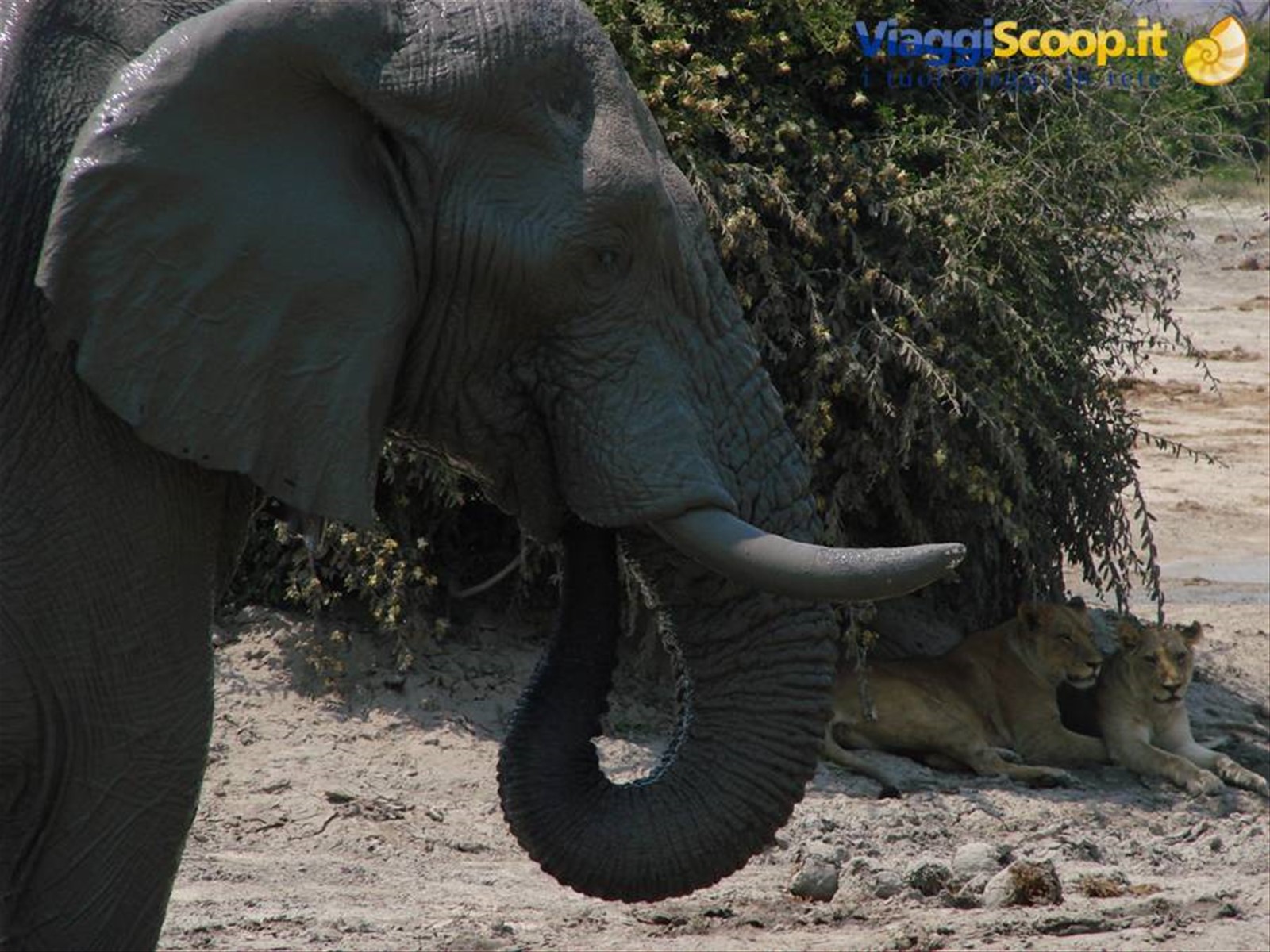 Foto di viaggio in BOTSWANA