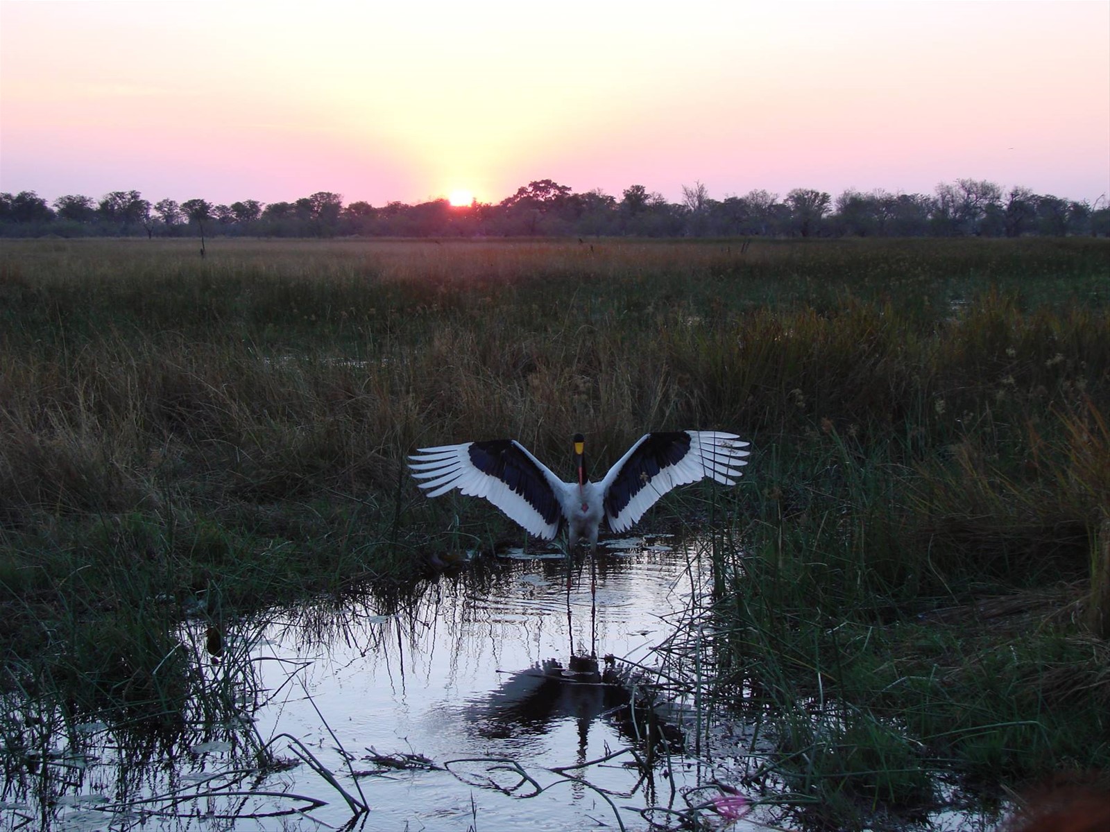 Foto di viaggio in BOTSWANA