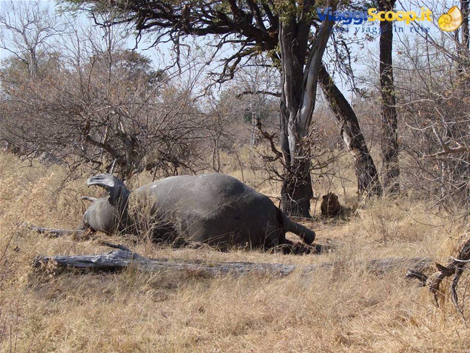 Foto di viaggio in BOTSWANA