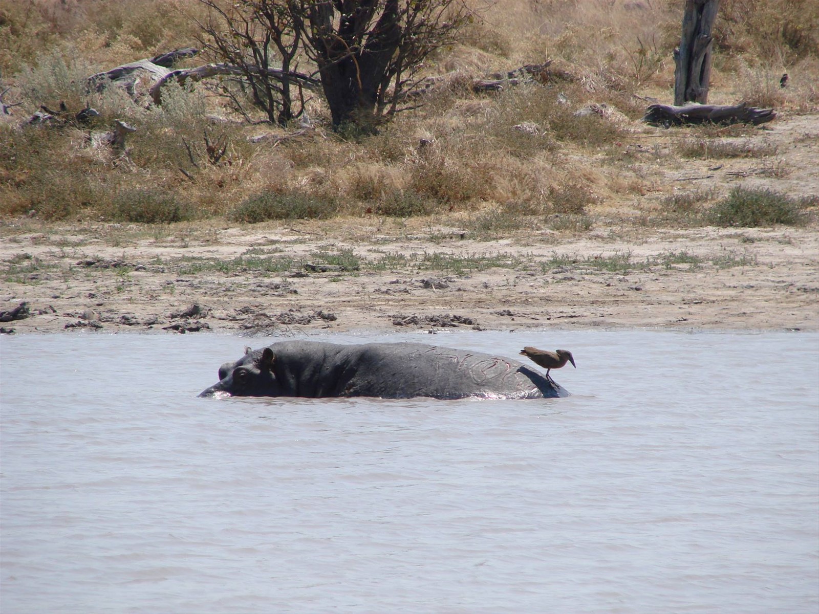 Foto di viaggio in BOTSWANA