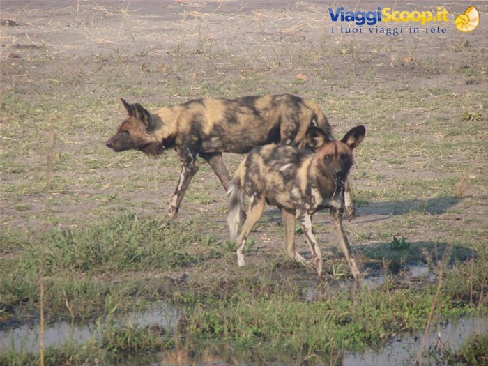 altri licaoni o wild dogs
