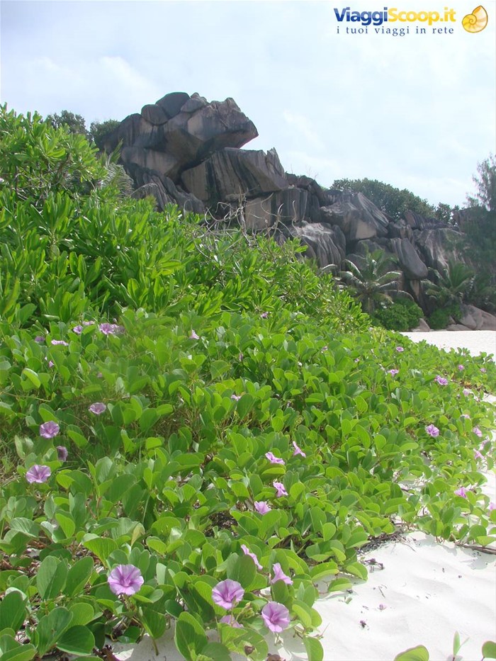 la digue grande anse