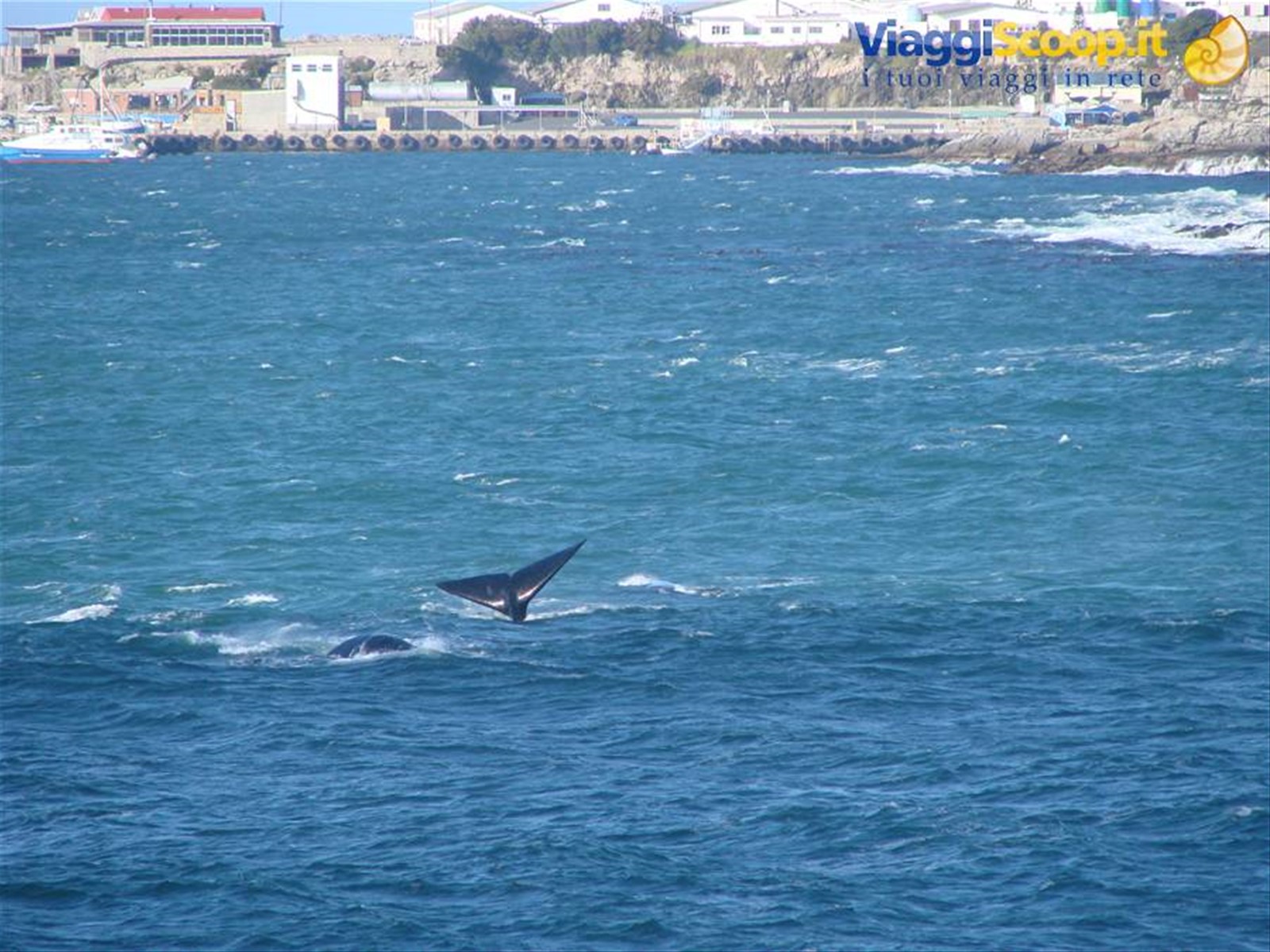 balene che giocano viste da casa nostra a Hermanus